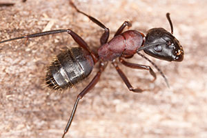 Pest ID photo of ant