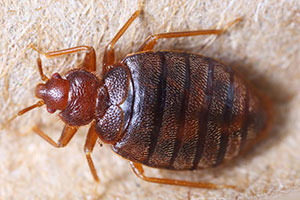 Pest ID photo of bed bug