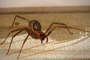 Pest ID photo of spider