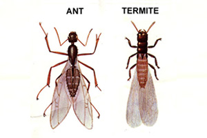 Pest ID photo of termites