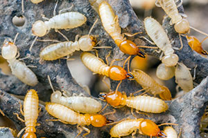 Pest ID photo of termites